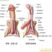 厦门怎么治疗包皮过长